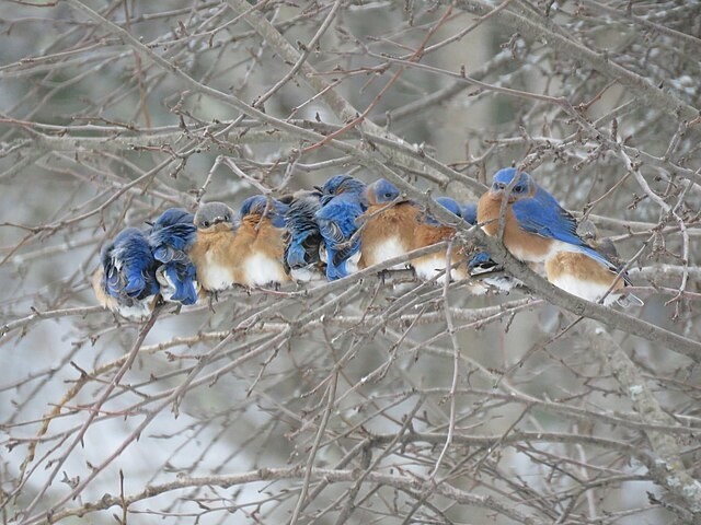 Common Eastern Bluebird (Sialia sialis ssp. sialis).jpg by Chelsea Carroll is licensed under Creative Commons Attribution 4.0.